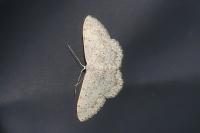Scopula marginepunctata