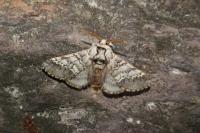 Drymonia ruficornis