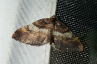 Earophila badiata