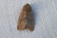 Orthosia cerasi