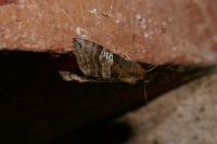 Tethea ocularis
