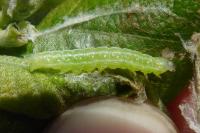 Ipimorpha retusa