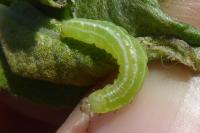 Ipimorpha retusa