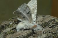 Calliteara pudibunda