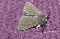 Diaphora mendica