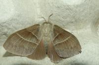 Macrothylacia rubi