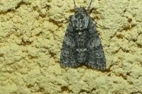 Acronicta rumicis