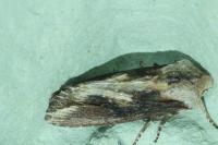Egira conspicillaris