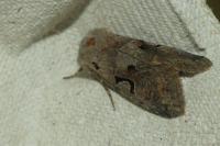 Orthosia gothica