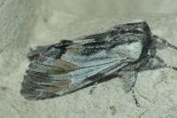 Harpyia milhauseri