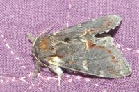 Notodonta dromedarius