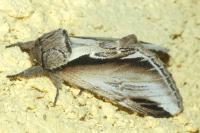 Pheosia gnoma