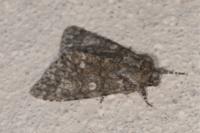 Acronicta rumicis