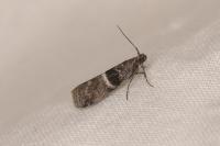 Elegia similella/atrifasciella