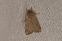 Orthosia cruda