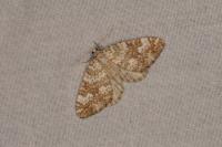 Perizoma flavofasciata
