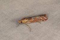 Ancylosis cinnamomella