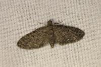 Eupithecia massiliata
