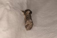 Drymonia dodonaea