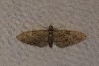 Eupithecia