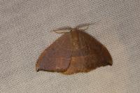 Watsonalla uncinula