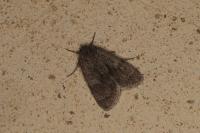 Bryonycta pineti
