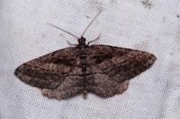 Rhoptria asperaria