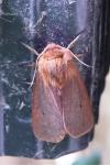 Phragmatobia fuliginosa