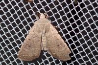 Caradrina flavirena