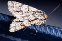 Acronicta auricoma