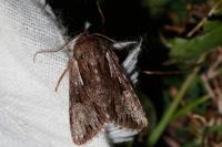 Chloantha hyperici