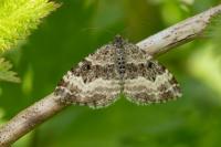 Epirrhoe alternata