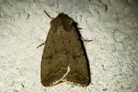 Caradrina clavipalpis