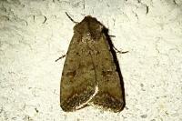Caradrina clavipalpis