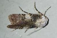 Agrotis puta