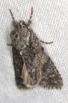 Acronicta rumicis