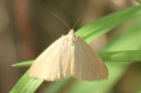 Minoa murinata