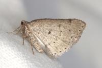 Aleucis distinctata