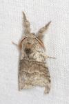 Calliteara pudibunda