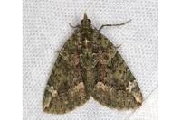 Chloroclysta siterata