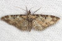 Eupithecia irriguata