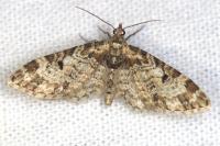 Eupithecia irriguata
