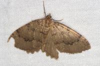 Triphosa tauteli