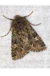 Valeria jaspidea