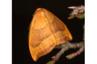 Watsonalla cultraria