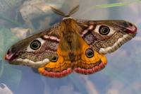Saturnia pavonia