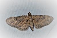 Eupithecia pauxillaria