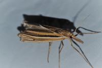 Ancylolomia palpella