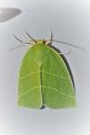Bena bicolorana
