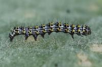 Cucullia verbasci